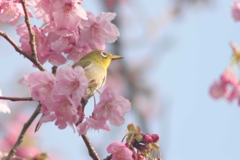 メジロ 菅田みどりの丘公園(横浜市神奈川区) 2021年3月16日(火)