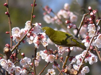 Warbling White-eye Nagai Botanical Garden Thu, 2/16/2017