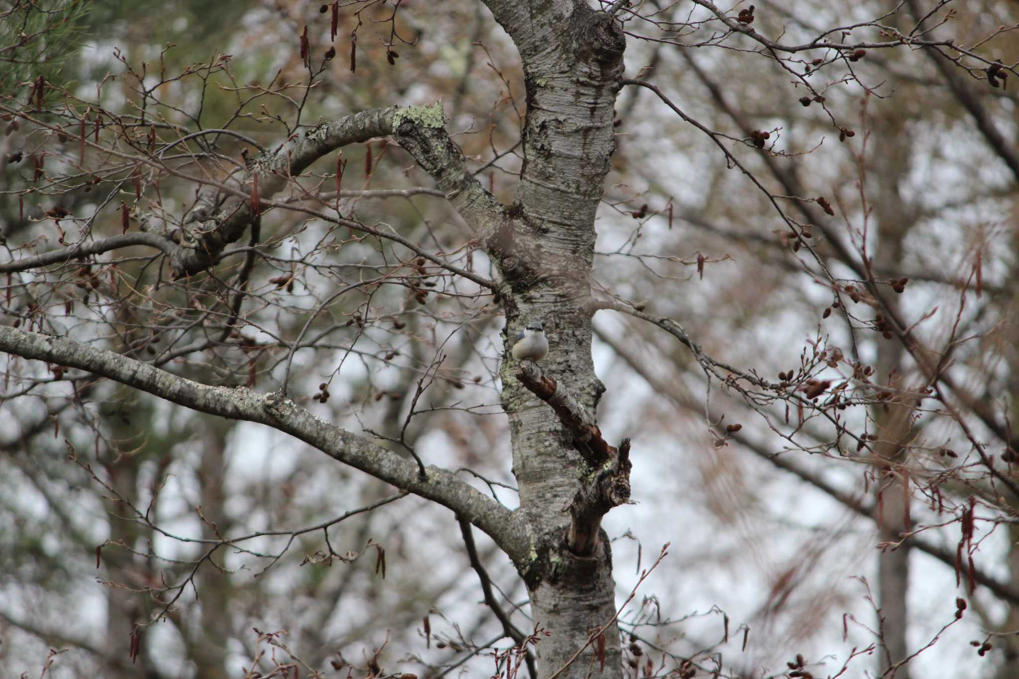 Eurasian Nuthatch