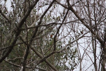 Sun, 4/4/2021 Birding report at 富士北麓公園