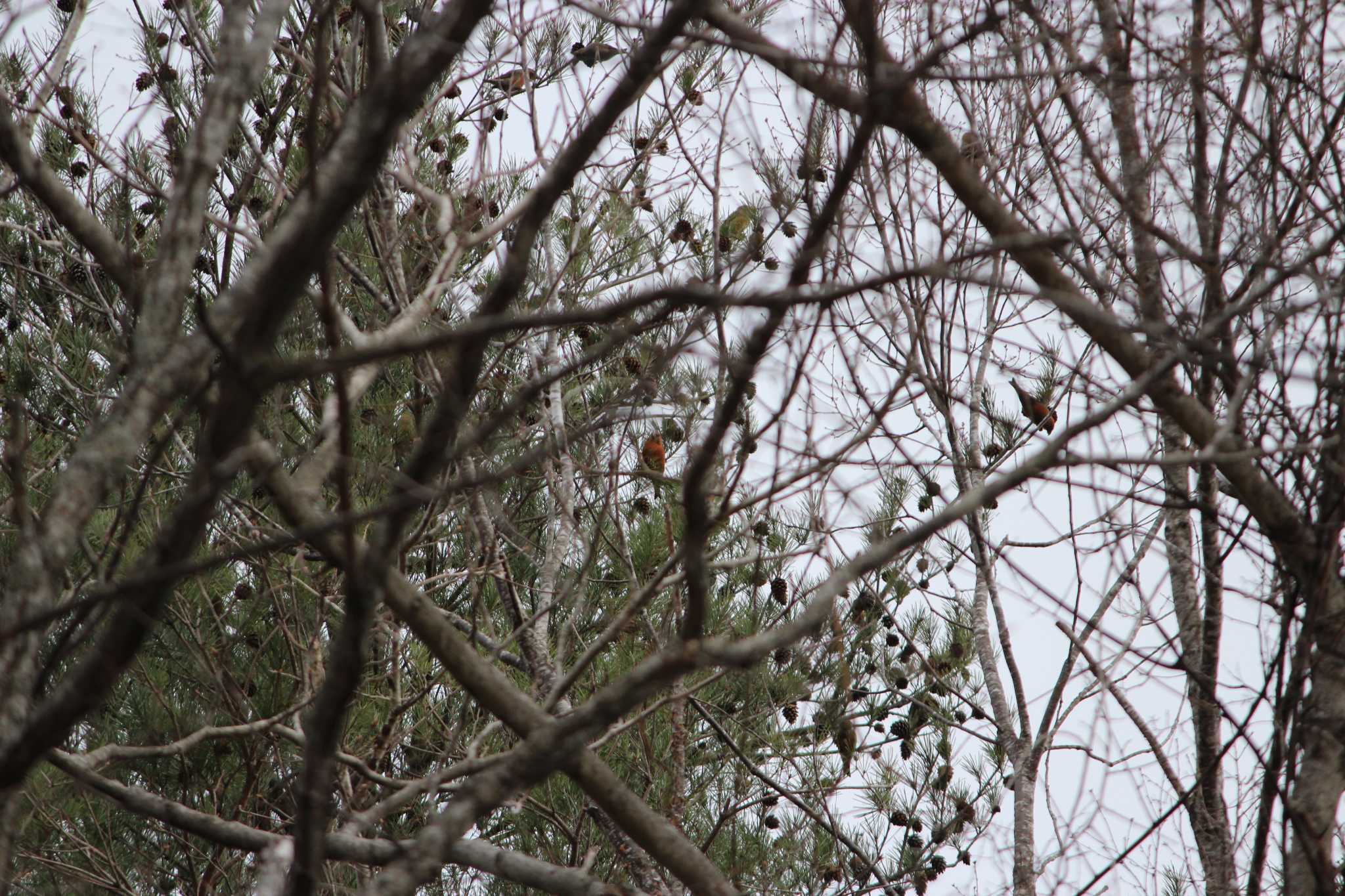 Red Crossbill