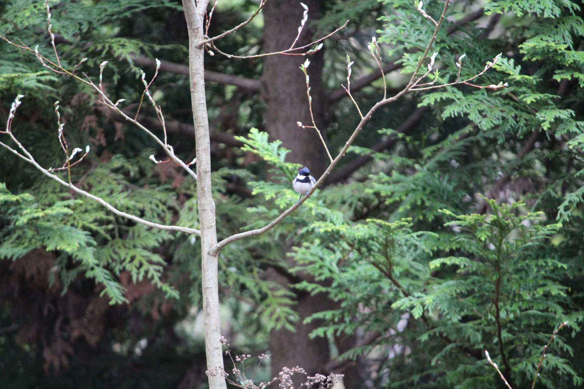 Photo of Coal Tit at 富士北麓公園 by Sweet Potato