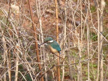 Common Kingfisher Nagai Botanical Garden Thu, 2/16/2017