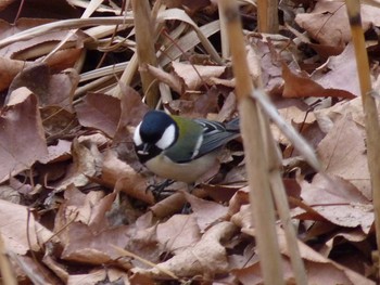 シジュウカラ 長居公園植物園 2017年2月8日(水)