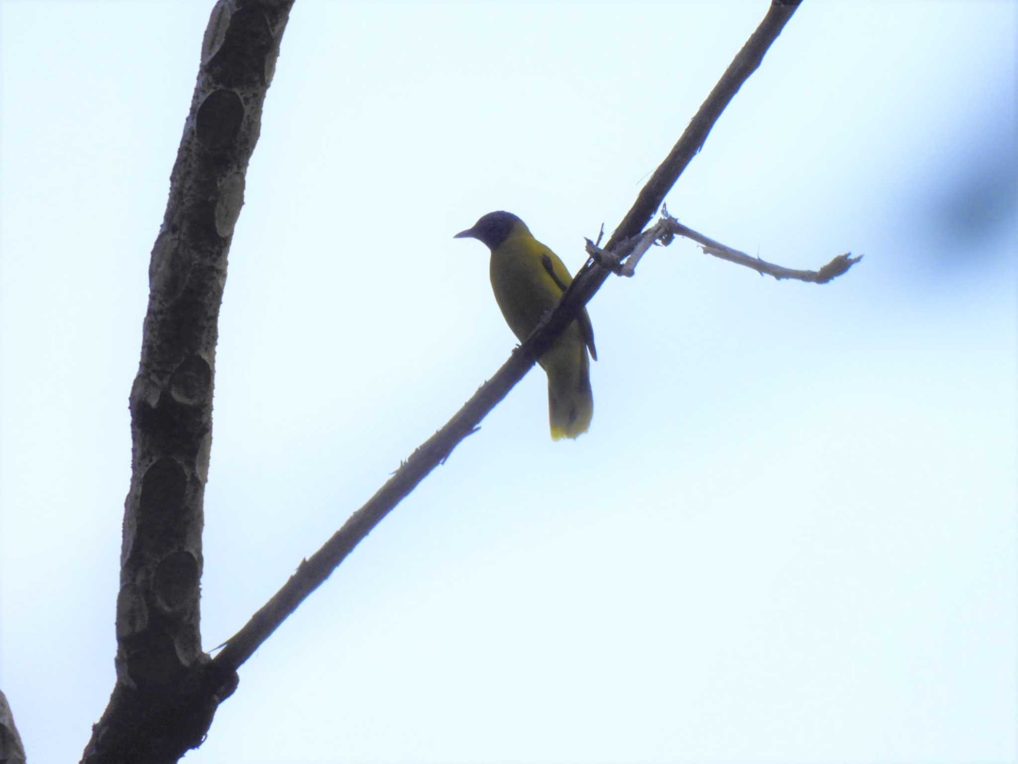 Photo of Black-headed Bulbul at Si Phang Nga National Park by span265