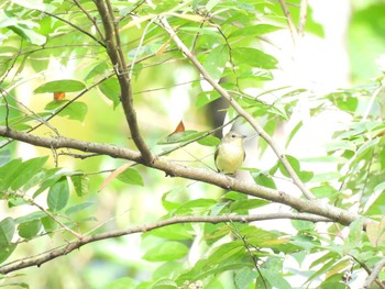 Green-backed Flycatcher Si Phang Nga National Park Mon, 4/26/2021