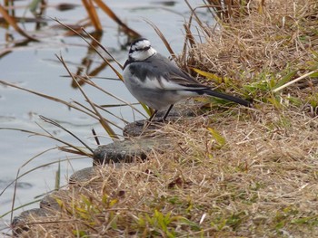 White Wagtail Nagai Botanical Garden Wed, 2/8/2017