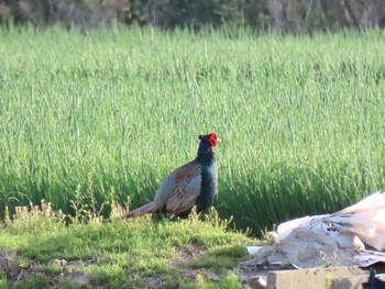 Green Pheasant 泉南市 Wed, 3/31/2021