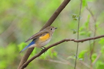 ルリビタキ 馬見丘陵公園 2021年3月30日(火)