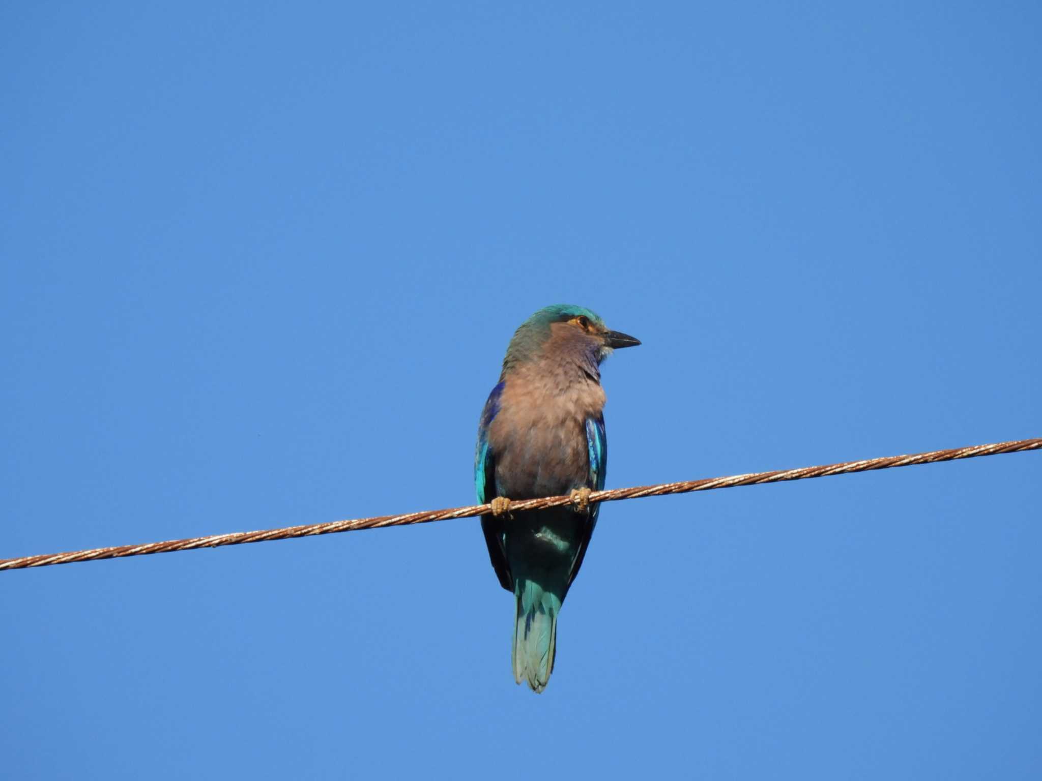 Indian Roller