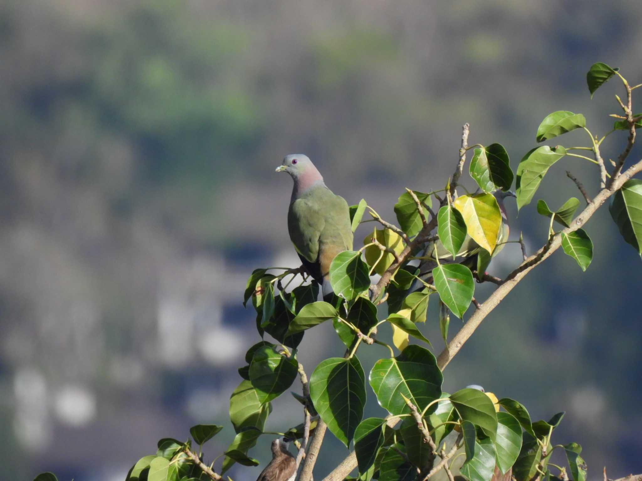 Pink-necked Green Pigeon