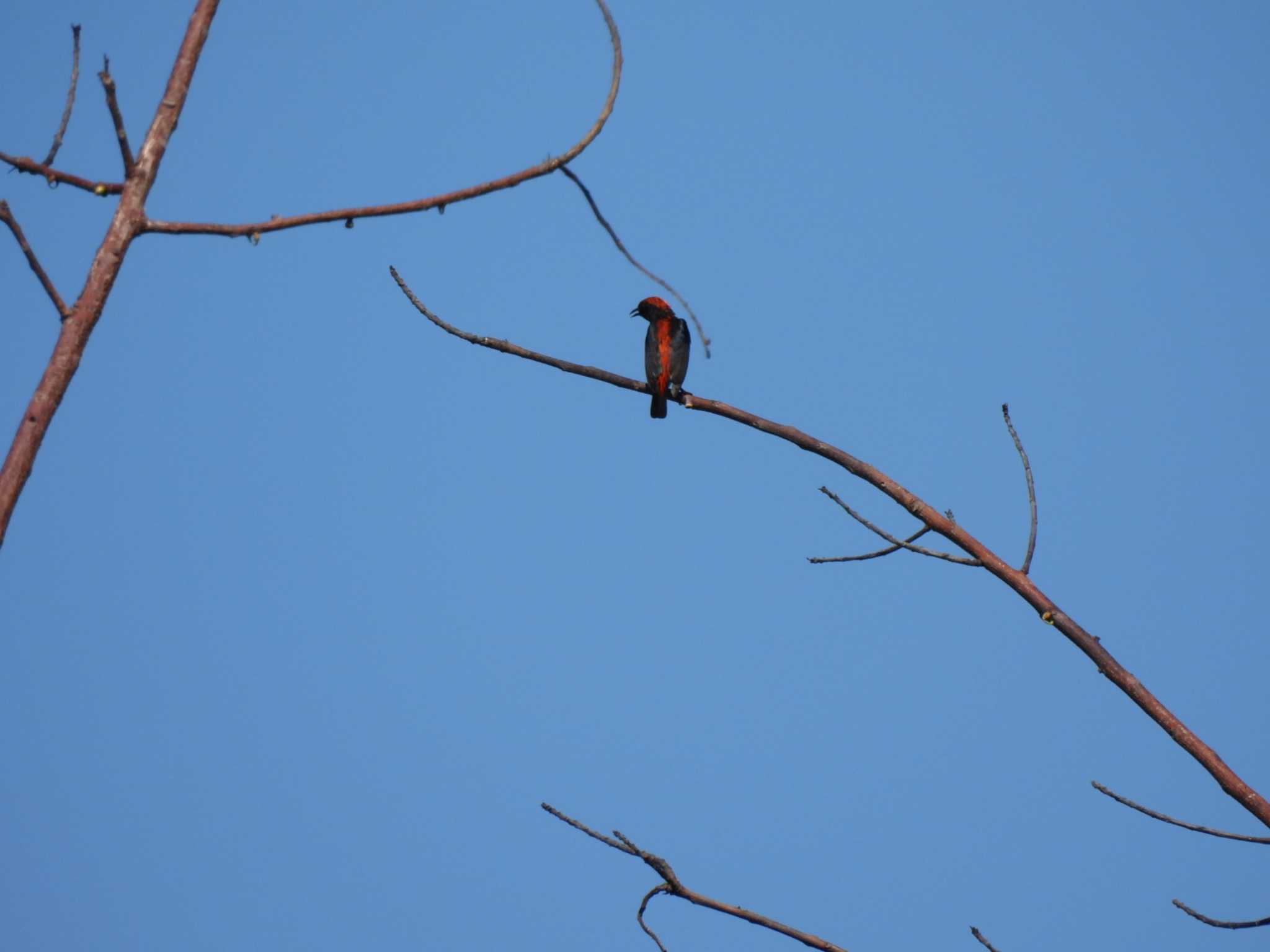 Scarlet-backed Flowerpecker