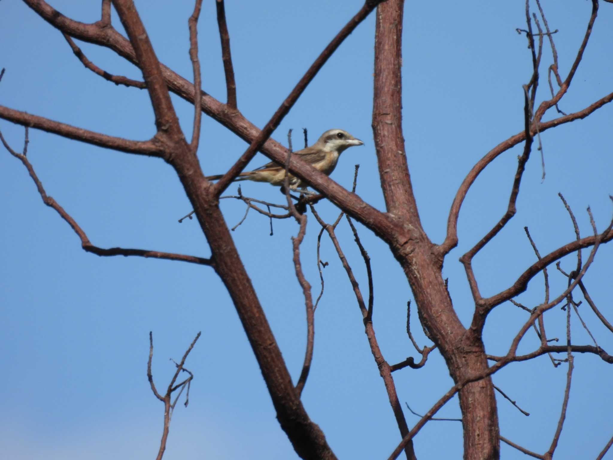 Brown Shrike(lucionensis)