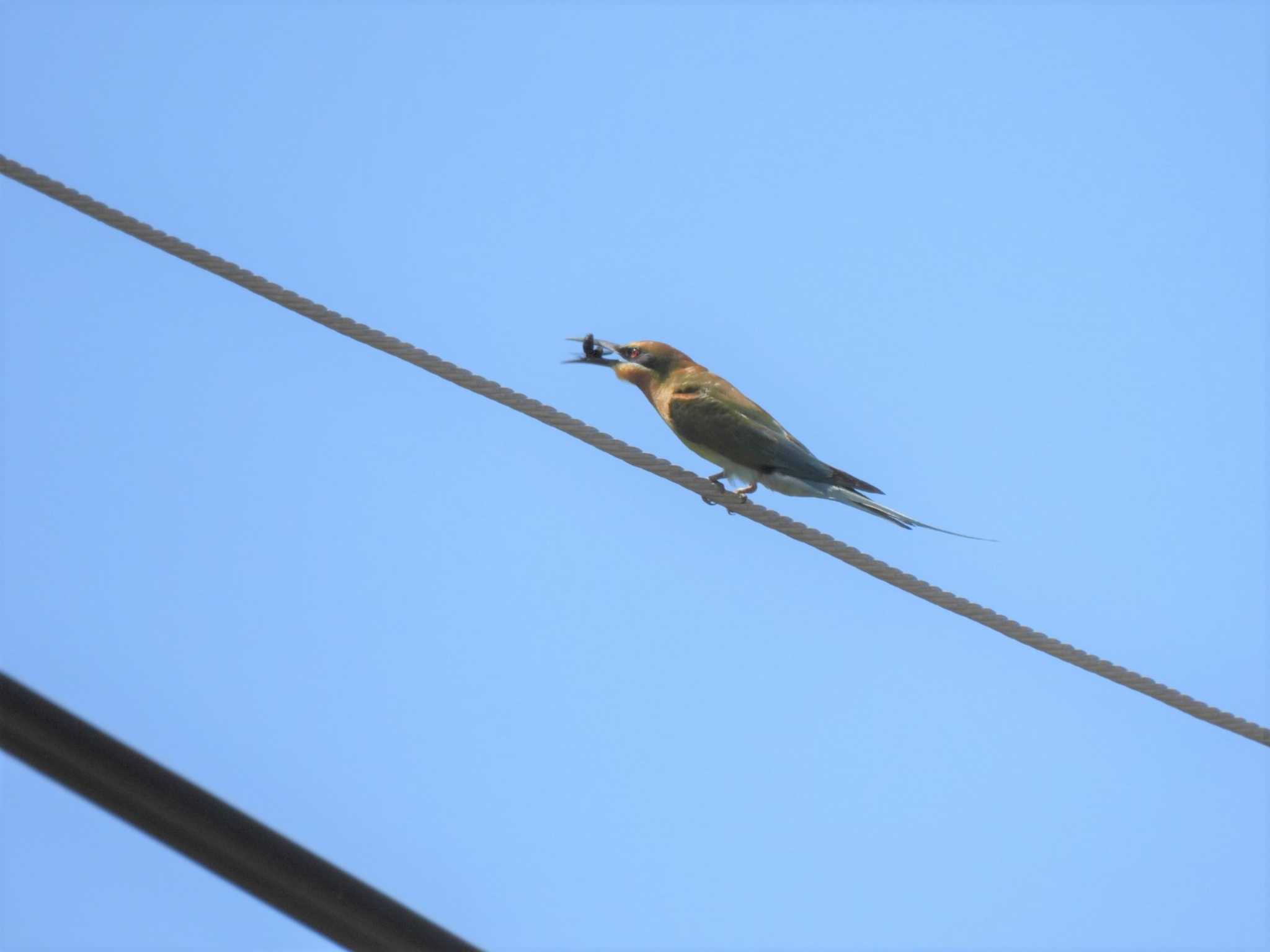 Blue-tailed Bee-eater