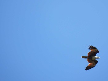 Brahminy Kite Phuket西海岸 Sat, 3/27/2021