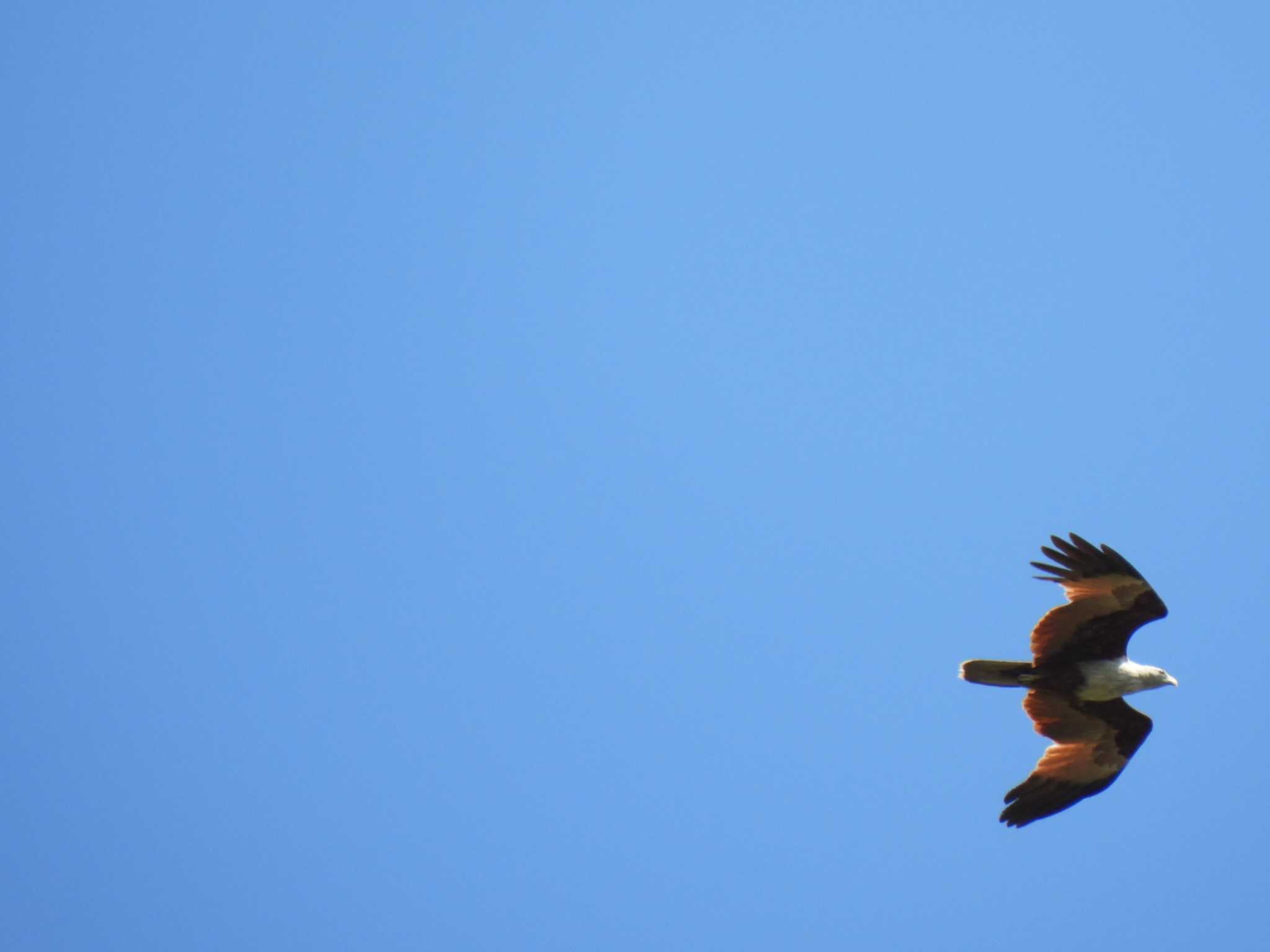 Brahminy Kite