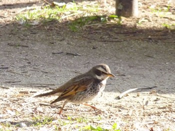 Dusky Thrush Nagai Botanical Garden Fri, 2/3/2017