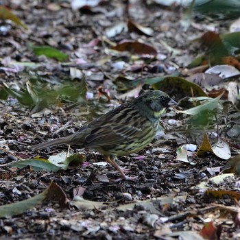 2021年4月5日(月) びわこ文化公園の野鳥観察記録