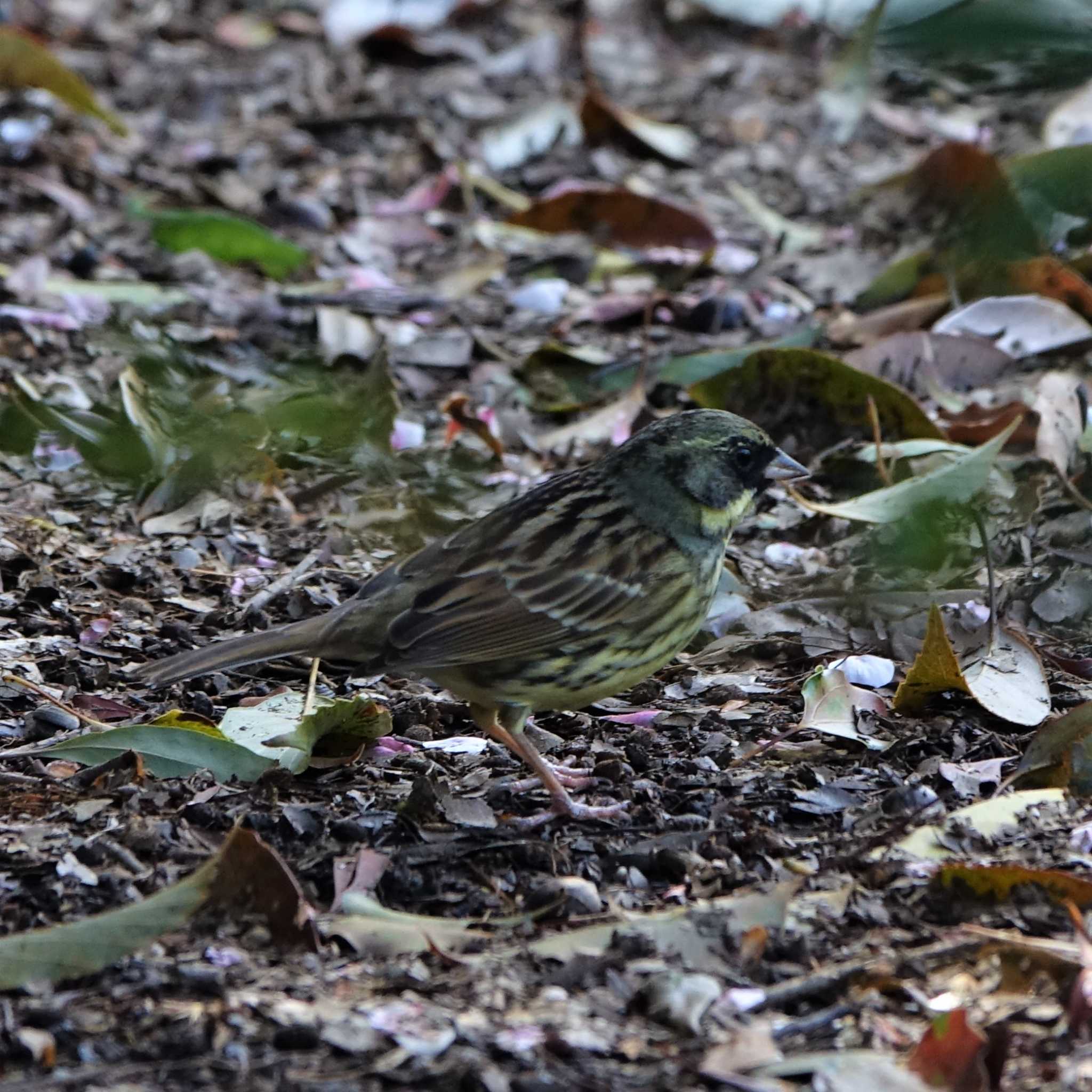 びわこ文化公園 アオジの写真 by bmont520