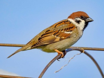 Eurasian Tree Sparrow 恩田川 Wed, 3/31/2021