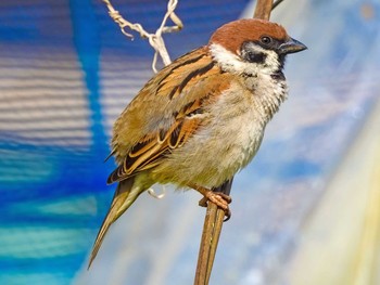 Eurasian Tree Sparrow 恩田川 Wed, 3/31/2021