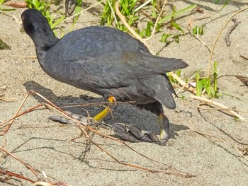 Eurasian Coot 恩田川 Wed, 3/31/2021