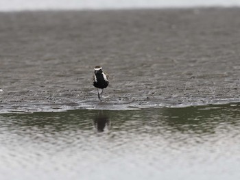 2021年4月2日(金) ふなばし三番瀬海浜公園の野鳥観察記録