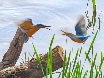 Common Kingfisher 恩田川 Wed, 3/31/2021