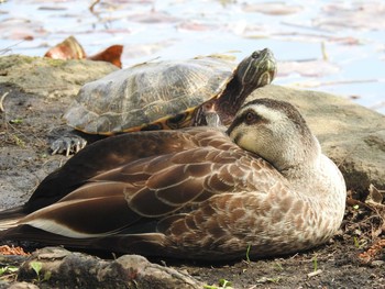 2021年4月3日(土) 見沼自然公園の野鳥観察記録