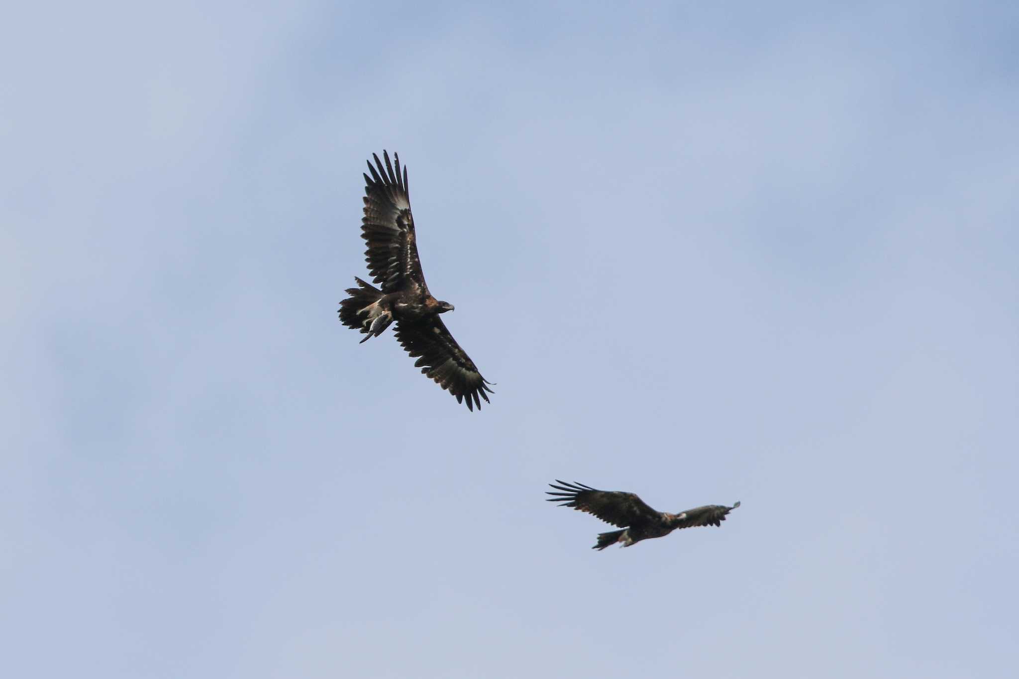 Photo of Wedge-tailed Eagle at Aire River Wildlife Reserve by Trio