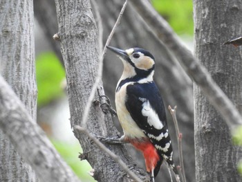 Sun, 4/4/2021 Birding report at 多々良沼