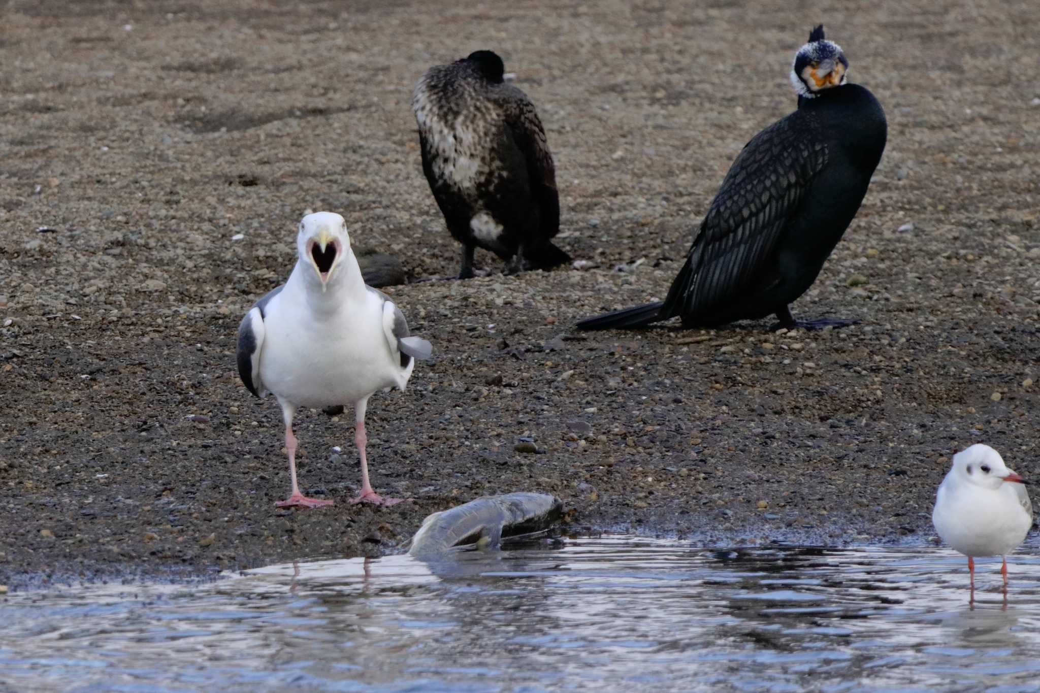 「なに撮ってんだ(#ﾟДﾟ)ｺﾞﾙｧ!!」