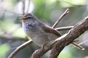 ウグイス こども自然公園 (大池公園/横浜市) 2021年4月3日(土)