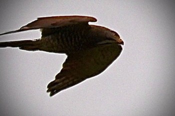 サシバ 守谷野鳥のみち 2021年4月4日(日)