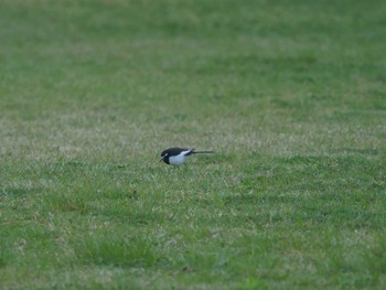 Japanese Wagtail Matsue Castle Mon, 4/5/2021