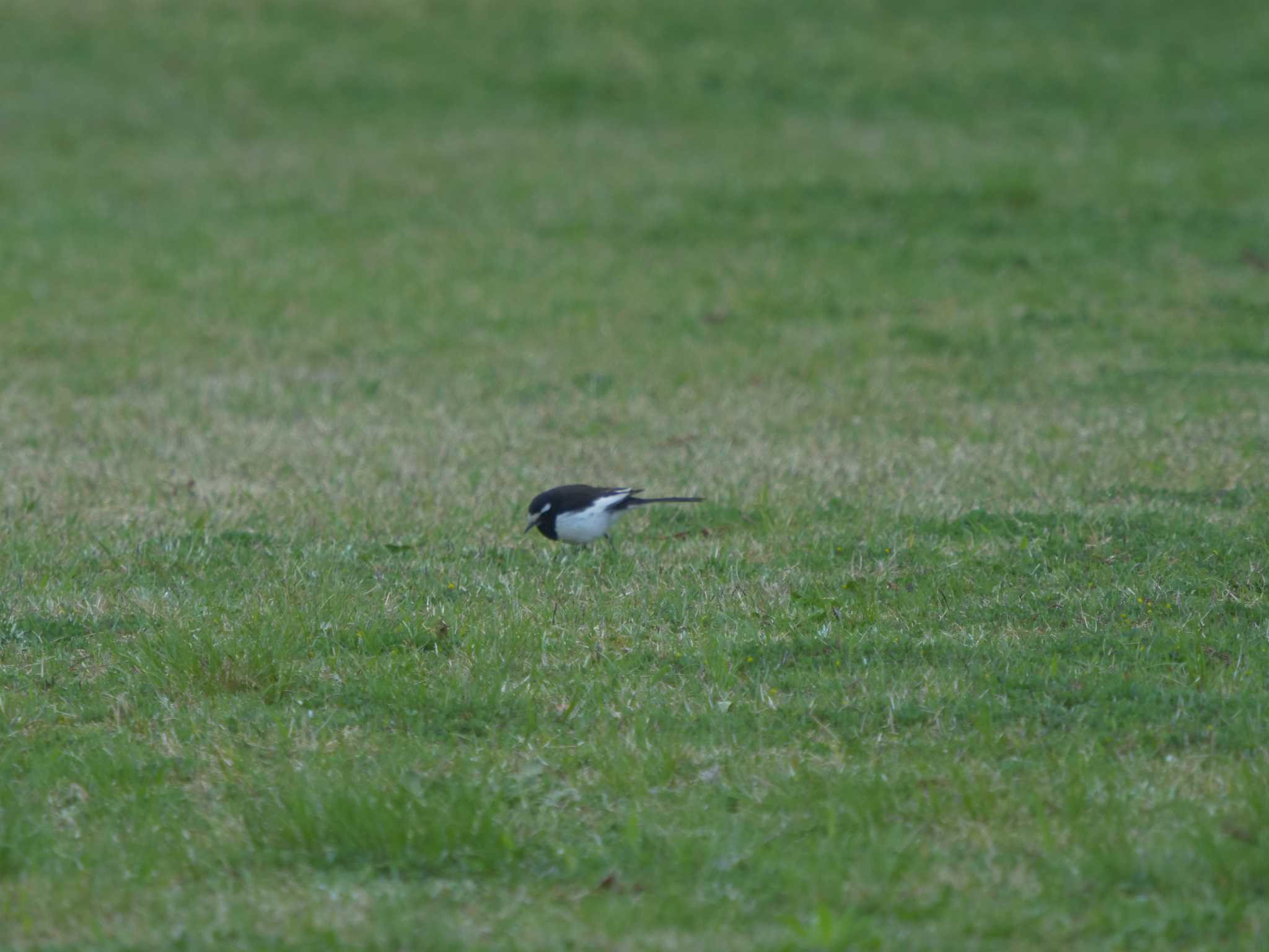 Photo of Japanese Wagtail at Matsue Castle by ひらも