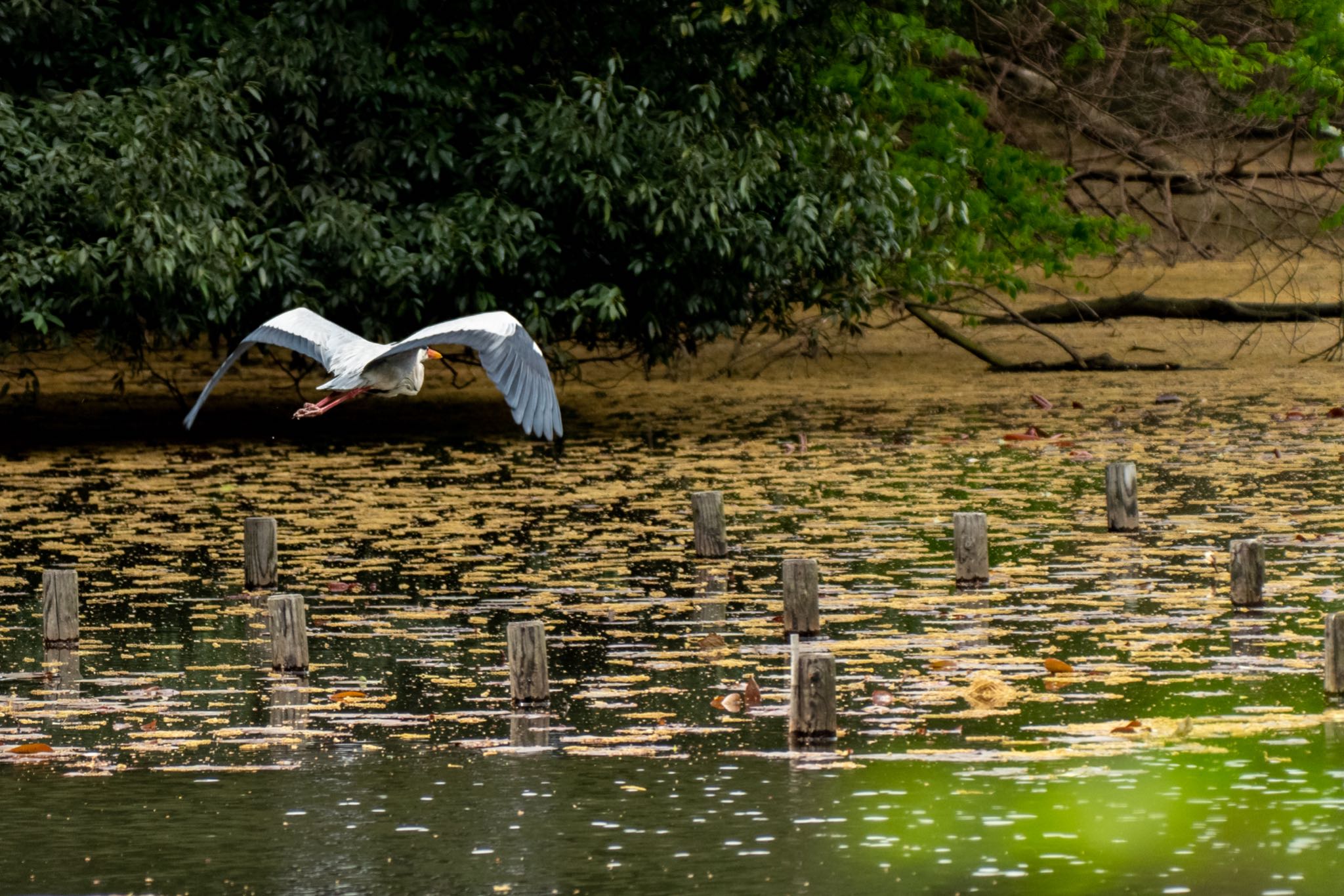 Photo of Grey Heron at Meiji Jingu(Meiji Shrine) by Marco Birds