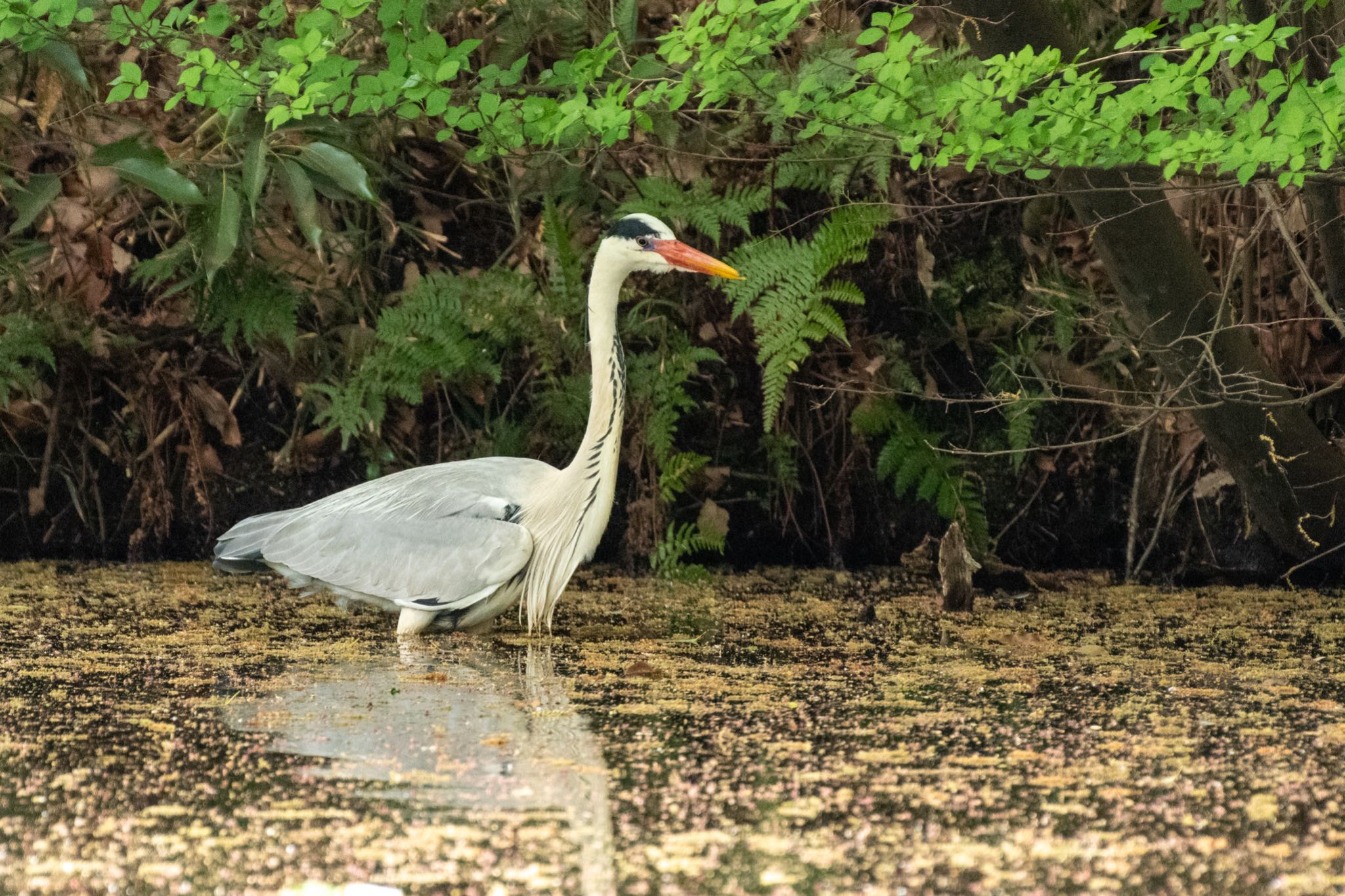 Photo of Grey Heron at Meiji Jingu(Meiji Shrine) by Marco Birds