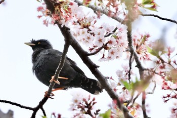 ハッカチョウ 横浜市栄町 2021年4月5日(月)