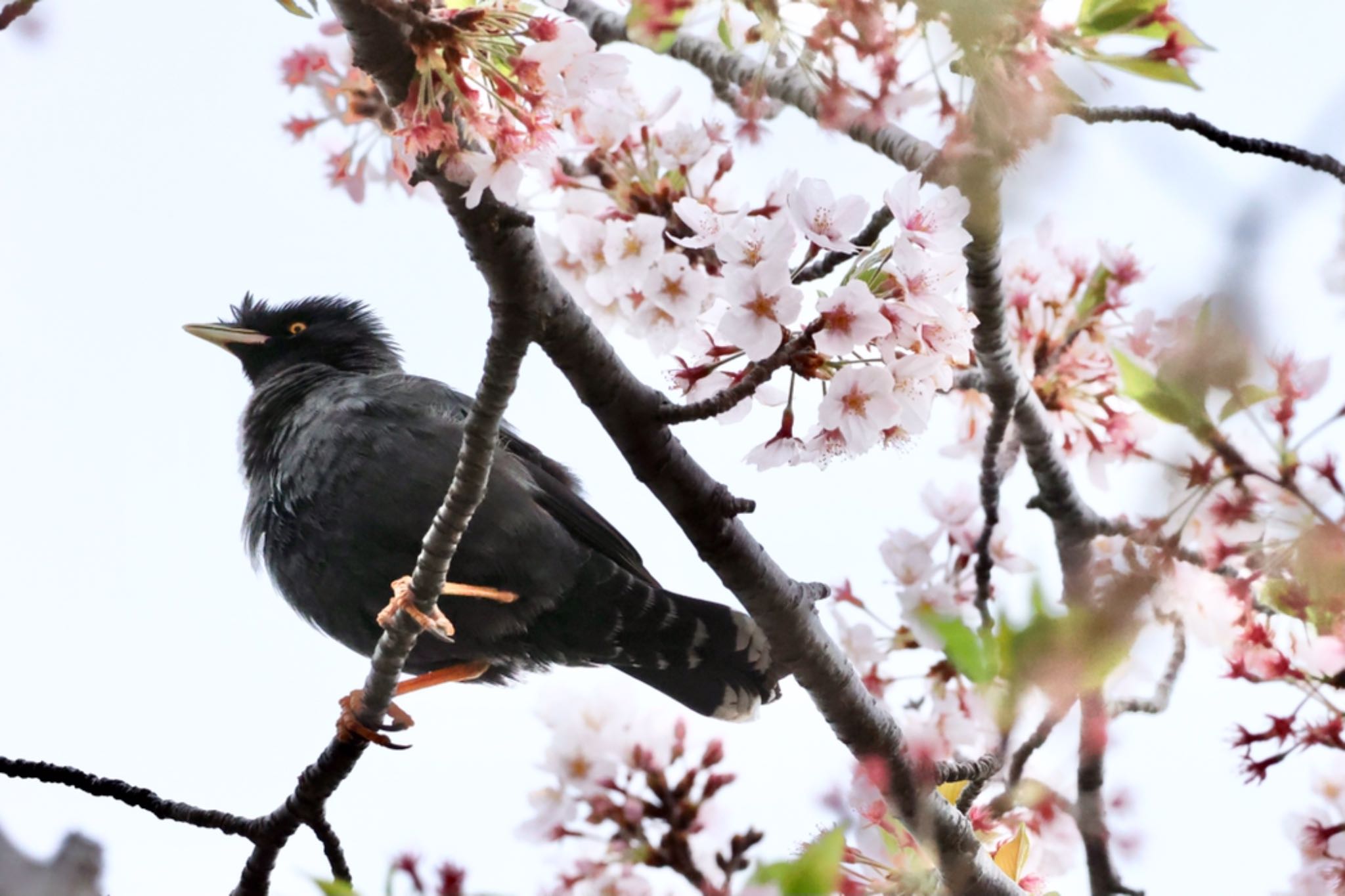 まさかの桜?止まり…