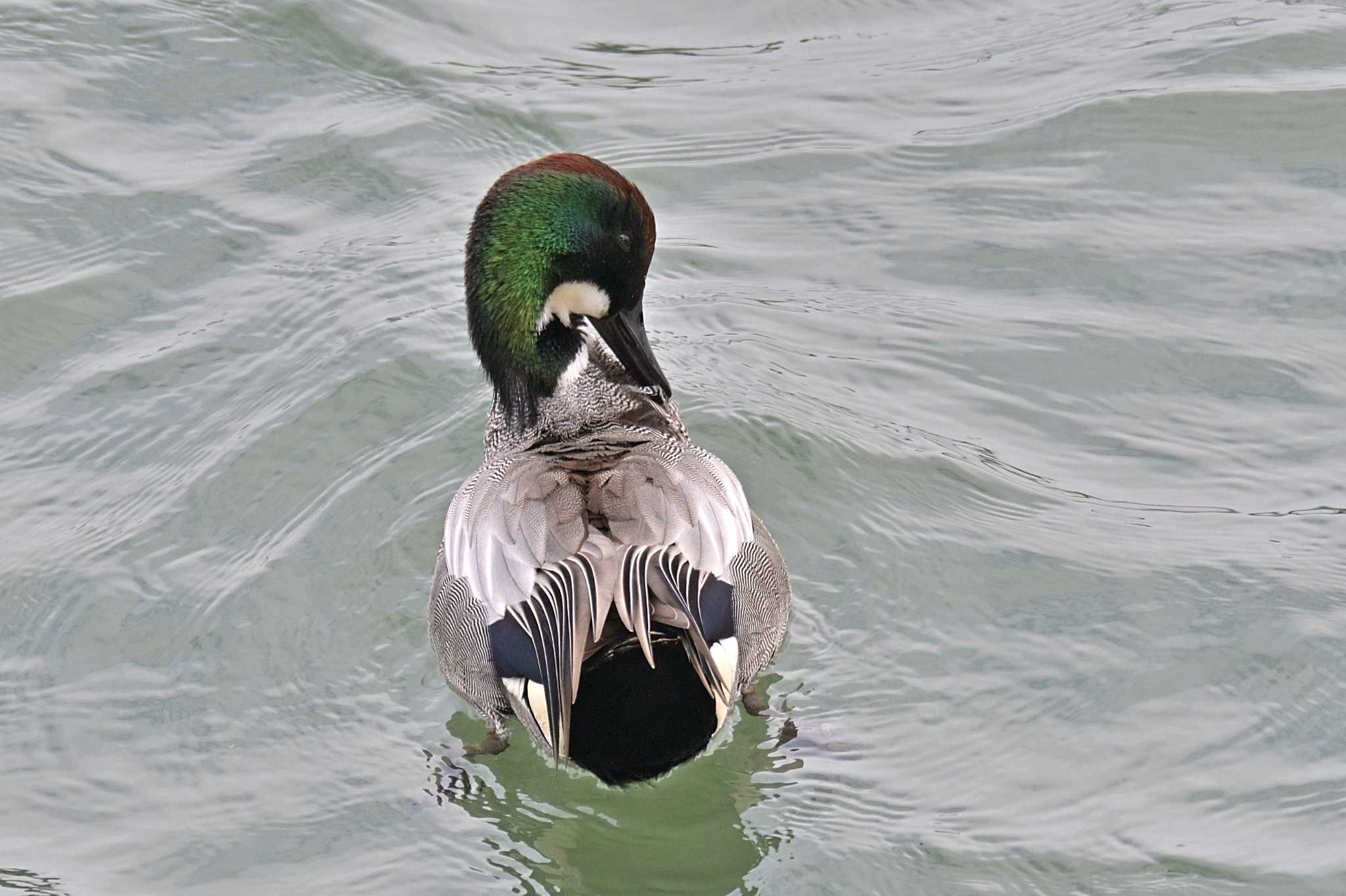 相模川 ヨシガモの写真 by Tosh@Bird