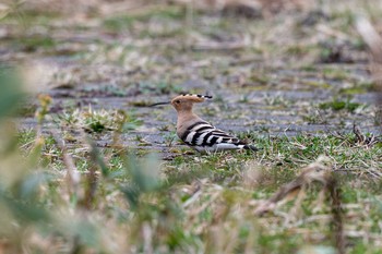 Eurasian Hoopoe 北海道 Sun, 4/4/2021