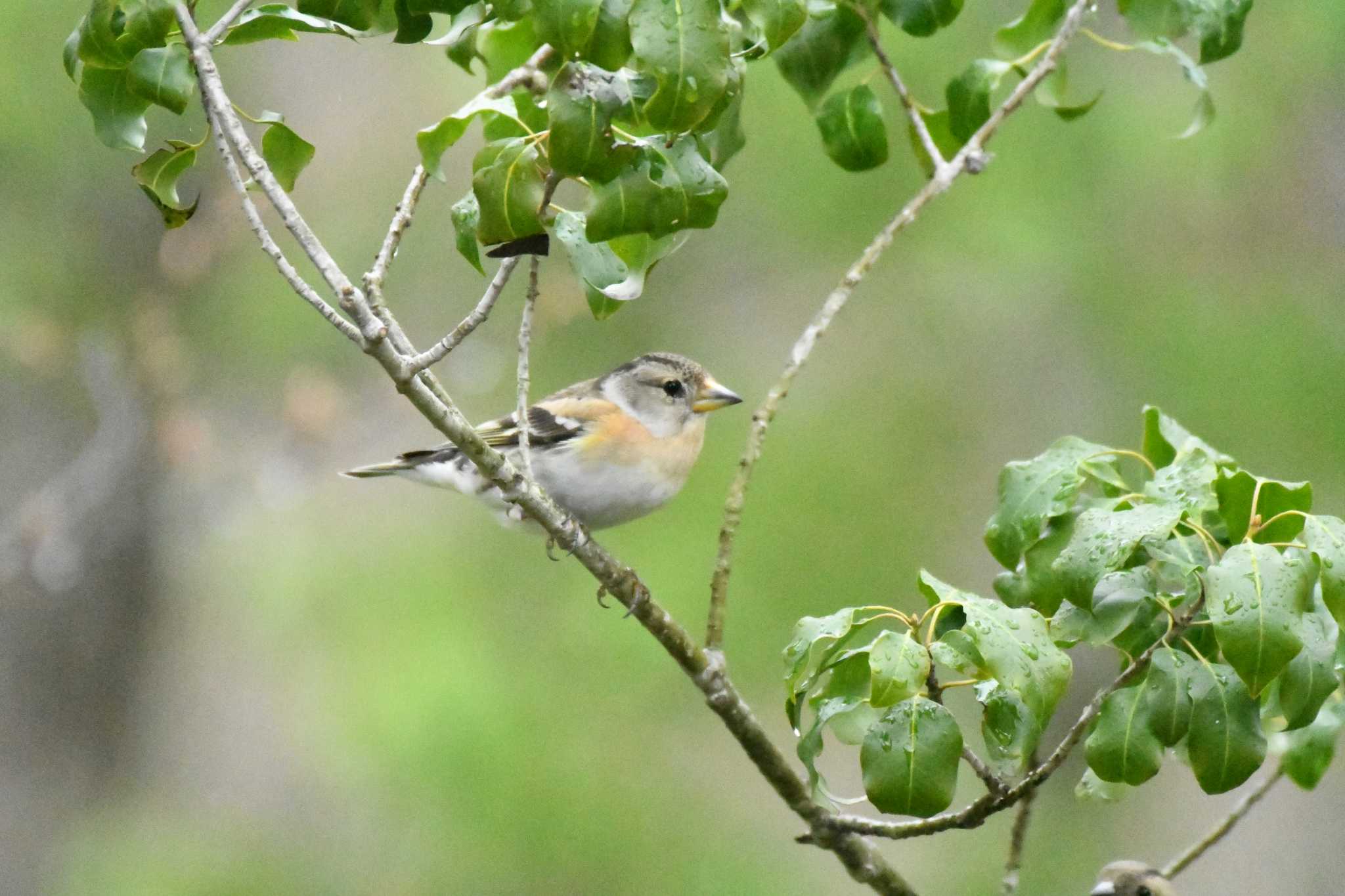 Photo of Brambling at 西湖野鳥の森公園 by TK2