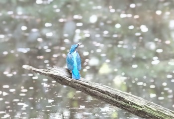 カワセミ 牛久自然観察の森 2021年4月3日(土)