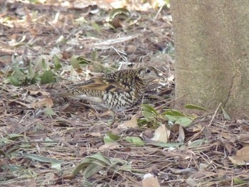 トラツグミ 長居公園植物園 2017年2月16日(木)