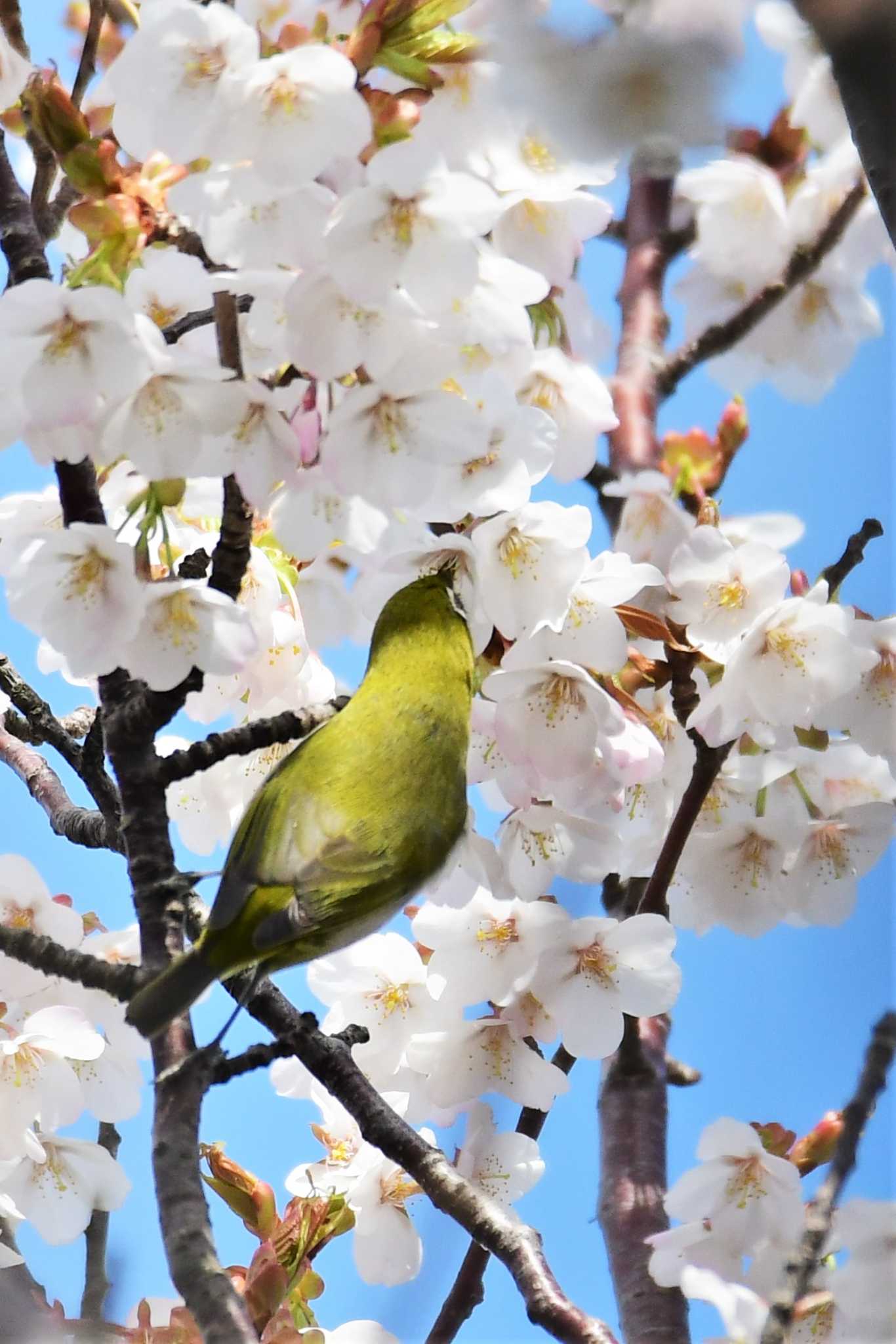 Warbling White-eye