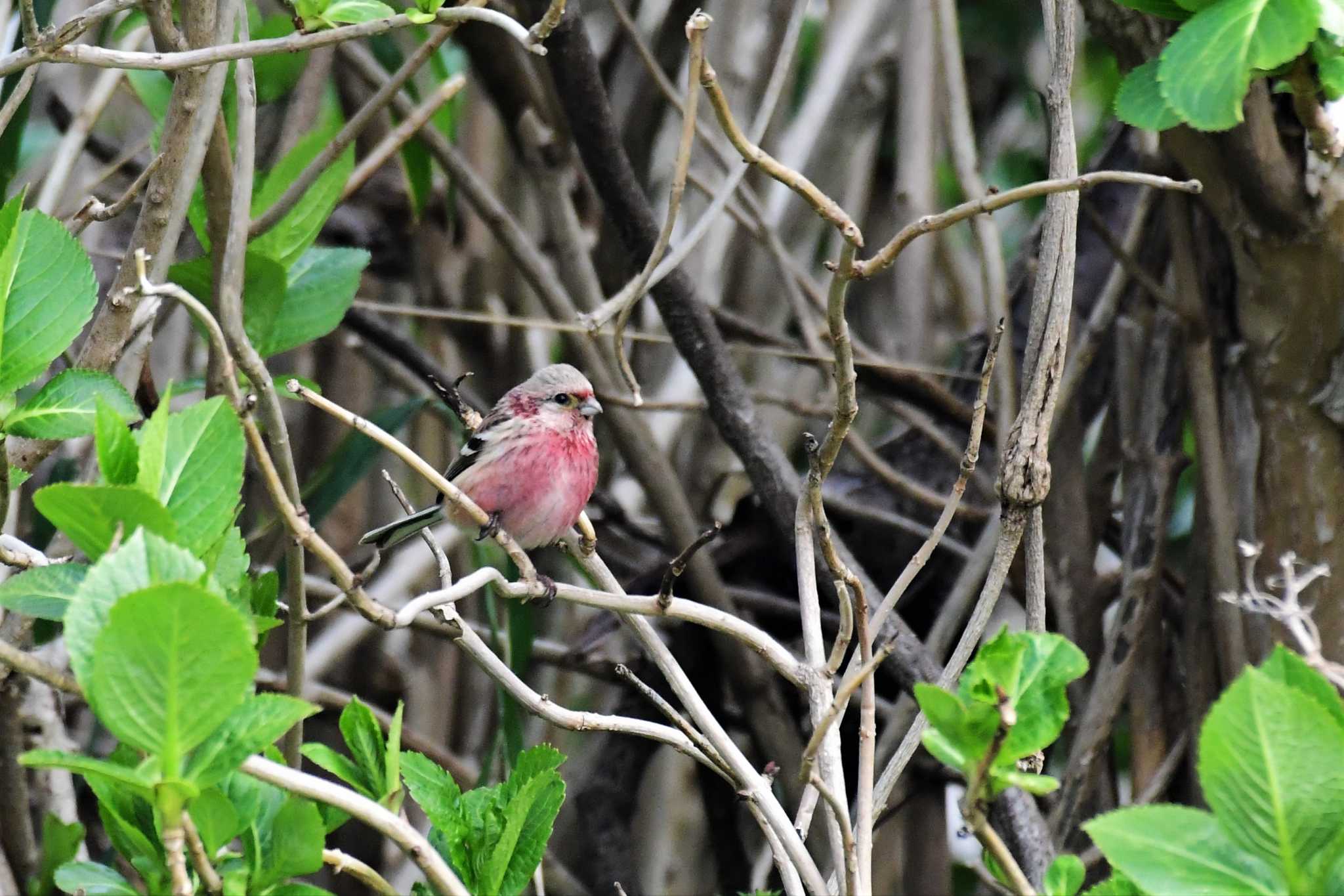 Siberian Long-tailed Rosefinch