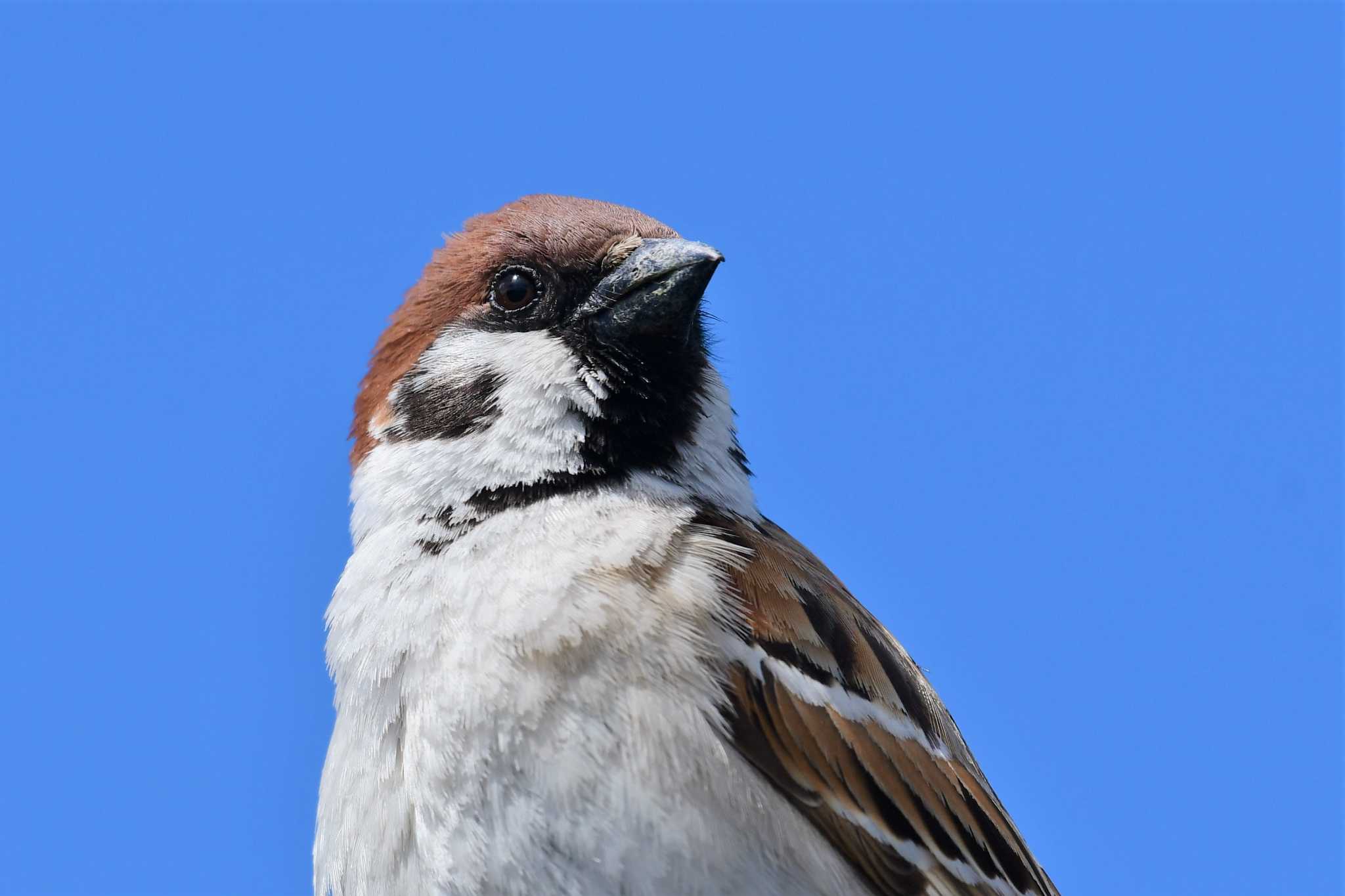 Eurasian Tree Sparrow