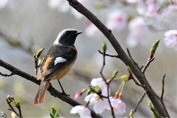 2021年4月5日(月) 禄剛崎の野鳥観察記録