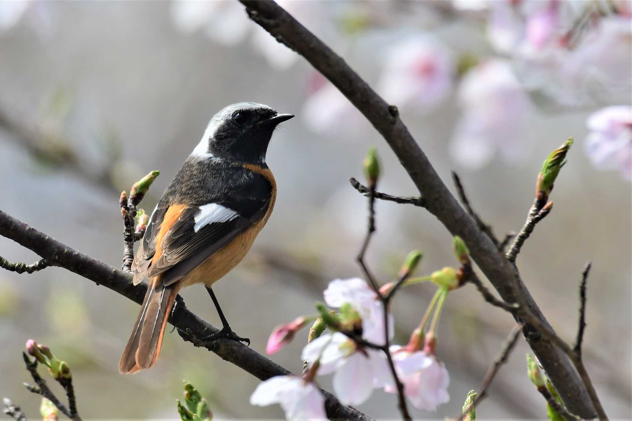 Daurian Redstart